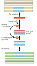A schematic diagram shows the steps in the replication of a retrotransposon. DNA and RNA molecules are depicted as different colored rectangles, and transcription, translation, and reinsertion steps are shown with arrows.