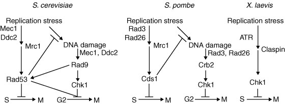 A schematic diagram shows three pathways by which replication stress influences cell cycle checkpoints. The pathway at left occurs in S. cereviseae cells; the pathway in the middle occurs in S. pombe cells; and the pathway at right occurs in X. laevis cells. Each pathway is represented as a diagram of interconnected, downward-pointing vertical, horizontal, and diagonal arrows. Proteins are located in various positions between the arrows in each of the three pathways. In each pathway, replication stress is shown at the top of the diagram, and the cell cycle checkpoints affected by the signal cascade are shown at the bottom of the diagram.