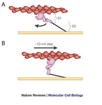 A two-part illustration shows the interaction between an actin filament and myosin. Myosin is a molecular motor protein that produces a power stroke to move it along actin filaments. In illustration A, the actin-myosin complex is shown with the myosin head extended. In illustration B, the myosin head is bent with respect to the myosin tail, and this action shifts the actin filament.