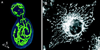 Two photomicrographs show fluorescently-labeled mitochondrial networks in two different kinds of cells.