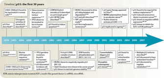 A horizontal arrow represents a 28-year timeline spanning from the year 1979 to the year 2007. Significant milestones related to P53 research appear along the timeline in text boxes.