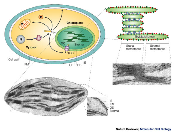 Photomicrographs of chloroplasts with structures labeled are shown alongside a simplified illustration of a photosynthetic cell with a prominent chloroplast. A portion of the chloroplast illustration is depicted enlarged next to the cell to show the structure of a granum, which consists of stacked thylakoids.