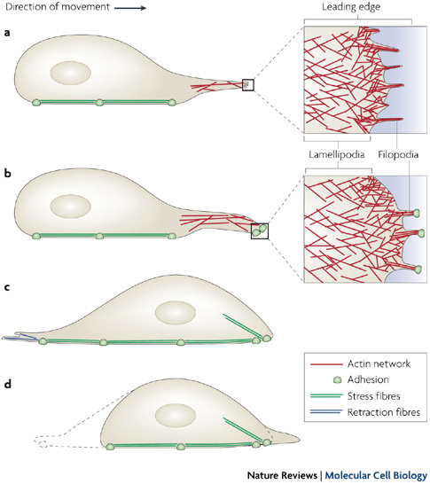 A four-panel schematic shows how various actin filament structures facilitate cell migration. The panels show a cell in different stages of movement. The cell's shape, position of the nucleus, and actin structures change in each panel. A cut-away illustration in panels A and B shows a magnified view of the leading edge of the cell, which contains lamellipodia and filopodia.