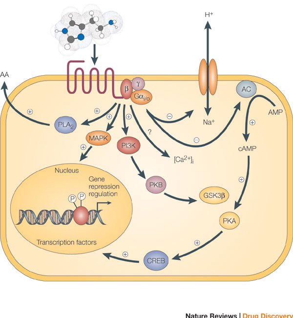 A schematic diagram shows examples of the many signaling pathways that can be triggered by the activation of a G-protein-coupled receptor (GPCR). The pathways are shown with arrows within a simplified cell with a nucleus. Plusses and minuses indicate whether specific pathways are activated or inhibited following the activation of the GPCR.