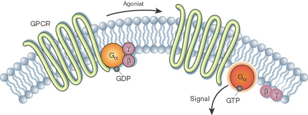 A schematic illustration shows a G-protein-coupled receptor (GPCR) and G-proteins in a plasma membrane, which is composed of phospholipids that form a bilayer. The GPCR and G-proteins are shown before and after stimulation by an agonist.