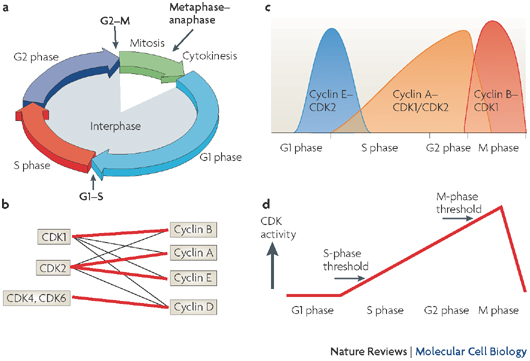 Panel A of this four-part illustration shows four color-coded arrows connected end-to-end to form a circle. Each arrow represents a phase of the cell cycle, and the lengths of the arrows correspond to the relative duration of each phase. Smaller, black arrows indicate the three checkpoints in the cell cycle. In panel B, cyclin-dependent kinases (CDKs) and cyclins are represented as rectangles in a conceptual diagram. CDK1, CDK2, CDK4, and CDK6 are arranged in a column at the left, and cyclins A, B, D, and E are arranged in a column at the right. Thick, red lines or thin, black lines connect each kinase to its potential cyclin partners. In panel C, a graph shows the levels of various cyclin-CDK complexes during the four phases of the cell cycle. In panel D, a line graph shows the relative CDK activity level during the four phases of the cell cycle. The minimal levels of CDK activity required to support entry into S phase and entry into M phase are indicated on the graph with arrows.