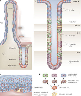 Panels A , B, and C of this four-panel illustration show differentiated cells and undifferentiated stem cells in three regions of the gut: the intestine, the esophagus, and the stomach. Cells with different functions are shaded with different colors to distinguish them from one another and from stem cells. Panel D shows the progression of a quiescent stem cell as it develops into an active stem cell to form progenitor cells, which go on to become differentiated tissue cells.