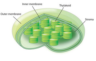 An illustration of a chloroplast shows its primary structural features. A section of the organelle is cut away to provide a window into its interior structures. The outermost, translucent membrane is labeled the outer membrane. An interior membrane, visible where the organelle has been cut away, is labeled the inner membrane. Inside the organelle, thirteen interconnected stacks of green discs are labeled thylakoid, and the empty interior space is labeled stroma.