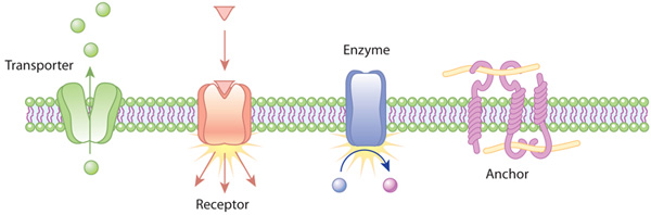 A schematic diagram shows a cross section of four plasma membrane proteins performing different functions. The four proteins include a transporter, a receptor, an enzyme, and an anchor.