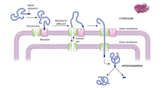 A small schematic of a mitochondrion is shown in the upper right corner, and a small region of the organelle is magnified in a larger diagram to show the import of a protein across the outer and inner mitochondrial membranes. Each step of the import process is separated from the subsequent step by an arrow.
