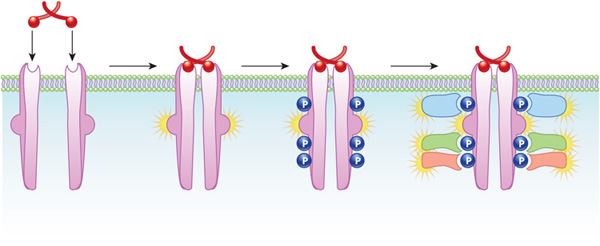 A schematic shows how the binding of a ligand to receptor tyrosine kinases (RTKs) results in the activation of the RTKs. The RTKs are in a horizontal plasma membrane. Four different stages are shown: the RTKs before ligand binding, the dimerization of the RTKs after ligand binding, the phosphorylation of the RTKs, and the binding of various cytoplasmic proteins to the RTKs.
