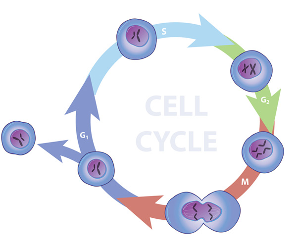 phases of cell cycle. The eukaryotic cell cycle