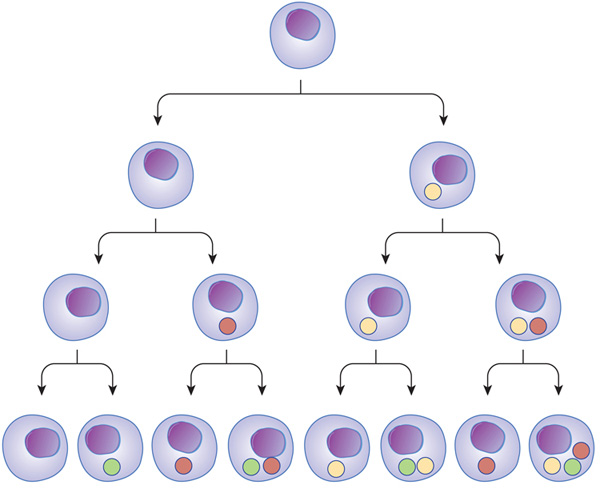 A pedigree diagram shows how transcription factors influence the identities of four generations of cells. A single cell containing a nucleus is shown dividing to form two new cells (a second generation). Each of the two second-generation cells then divides to form two new cells, so this third generation has four cells. Each of the four third generation cells then divides to form two cells, for a total of eight fourth generation cells. The variable expression of transcription factors in each generation of cells is represented by the presence or absence of red, green, and yellow colored circles in their cytosol.