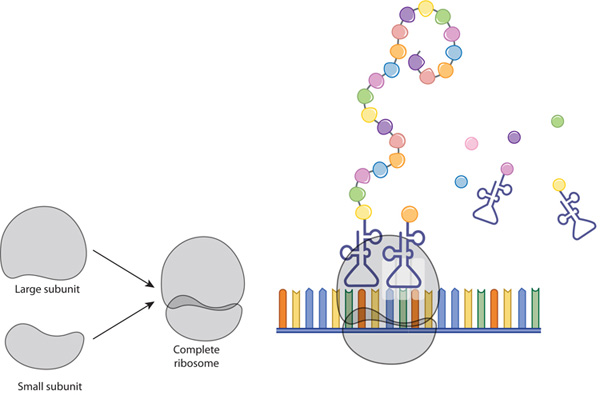 A two-part diagram shows both a complete ribosome (shown at right) and the ribosome's large and small subunits as two separate entities (shown at left). Alongside the diagram, a schematic shows a ribosome translating an mRNA nucleotide sequence into a protein.
