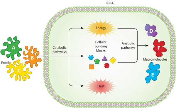 Catabolic and anabolic pathways in cell metabolism