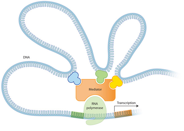 A schematic shows three transcriptional regulator proteins on a DNA molecule. The DNA molecule is folded in on itself to form loops and each regulator protein is bound to the apex of a DNA loop and interacting with a single mediator protein bound to RNA polymerase. RNA polymerase is in turn bound to a region of DNA between the promoter sequence and the site of transcription.