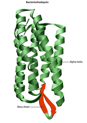 A ribbon diagram of the protein Bacteriorhodopsin is shown. The protein is composed of several long, vertical coils. A single coil is labeled the alpha helix. A flattened, lower region of an alpha helix loop is uncoiled and looks like a large, flat spaghetti noodle. The flattened region is labeled beta sheet, and an arrow shows that one half of the curved sheet is oriented in one direction, while the other half of the sheet is oriented in the opposite direction.