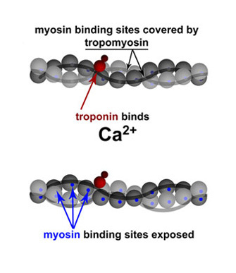 A two-part illustration shows a comparison between actin filaments with their myosin binding sites blocked by tropomyosin filaments (top) and their myosin binding sites exposed when calcium (CA2+) is present (bottom). The actin filament is represented by a chain of spheres. Each sphere has a blue dot at its center, representing a myosin binding site. In the illustration at the top, the myosin binding sites are covered by a string-like tropomyosin molecule, which is bound to a troponin molecule. In the illustration at the bottom, the tropomyosin has shifted its position after troponin binds calcium (CA2+), and the myosin binding sites are visible.