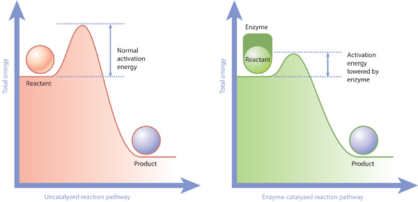 Two schematic plots are shown side by side, comparing the amount of activation energy required to support an un-catalyzed reaction (left) versus an enzyme-catalyzed reaction (right). Total energy is the label on the y-axis.