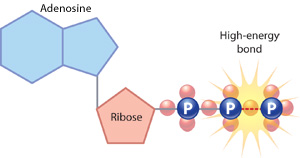 A diagram shows the basic structure of the energy molecule adenosine tri-phosphate (ATP).