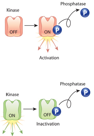 A schematic shows two possible outcomes of a protein phosphorylation event. At the top, an inactivated protein is phosphorylated by a kinase and becomes activated. At the bottom, a different activated protein is phosphorylated by a kinase and becomes inactivated. In both scenarios, an arrow represents the removal of the phosphate group by a phosphatase enzyme after the phosphorylation event has occurred.