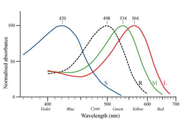 Differences in wavelengths of maximum absorbance of the three cone opsins (S, M, and L) and rhodopsin (R) in the human retina.
