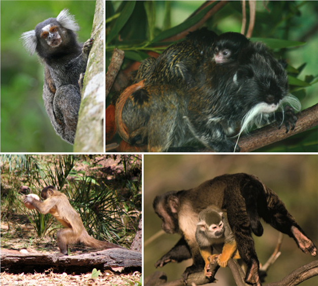 Callitrichids, like this common marmoset (Callithrix jacchus, top left), have claw-like nails, which allow them to use vertical clinging postures on tree trunks.