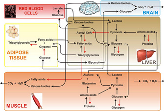 A complex series of biochemical pathways shows how five different types of cells use fatty acids, amino acids, and glucose. The five cell types represented are red blood cells, adipose tissue, muscle cells, brain cells, and liver cells. Each cell type is shown in a colored rectangle beside an illustration of the corresponding tissue; red blood cells are shown in a photomicrograph.