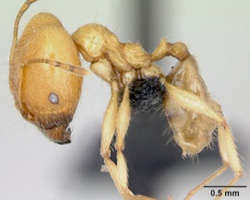 Ant, <i>Pheidole pallidula</i>