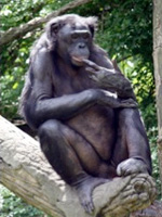 Bonobo, <i>Pan paniscus</i>