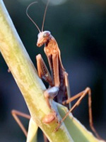 Praying mantis, <i>Archimantis latistyla</i>