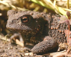 Common toad, <i>Bufo bufo</i>