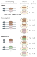 This diagram illustrates the meiosis I pairings in diploids, autotetraploids, and allotetraploids. The gametes produced by each pairing and the probability (P) of producing each type of gamete are shown.