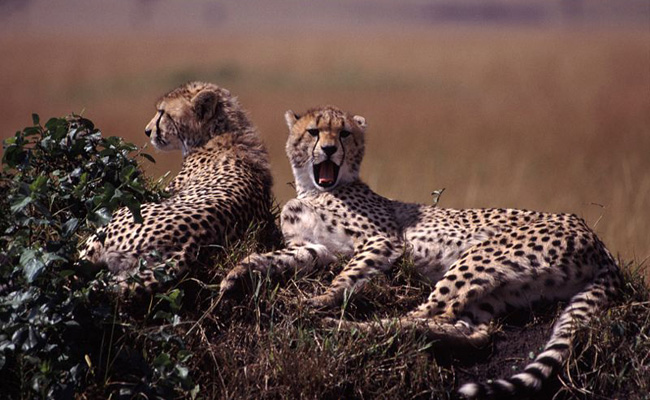 <i>Acinonyx jubatus</i>, the cheetah, has been shown to have low genetic diversity. 