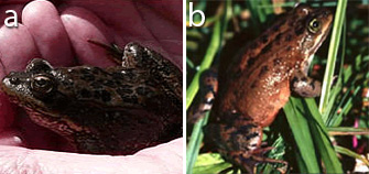 <i>Rana luteiventris</i> (a) and <i>Rana pretiosa</i> (b), an example of cryptic variation 