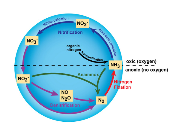 Major transformations in the nitrogen cycle
