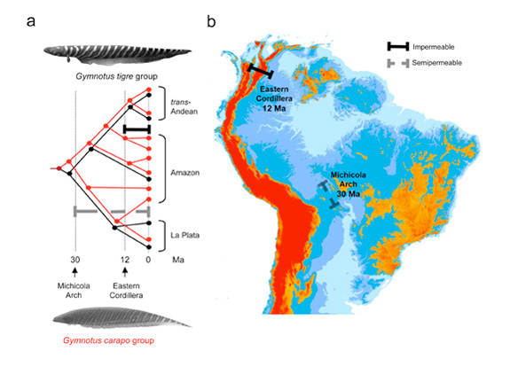 Effects of vicariance and geodispersal on the formation of regional assemblages