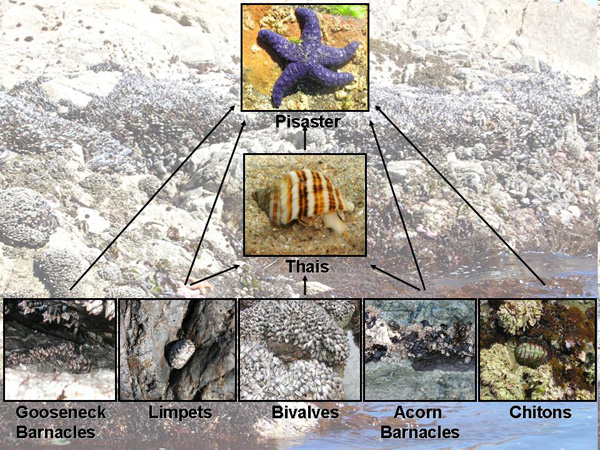 Food web of species present in temperate intertidal ecosystem