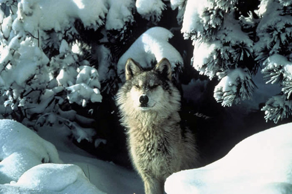 The gray wolf (<i>Canis lupus</i>), a keystone species in Yellowstone National Park