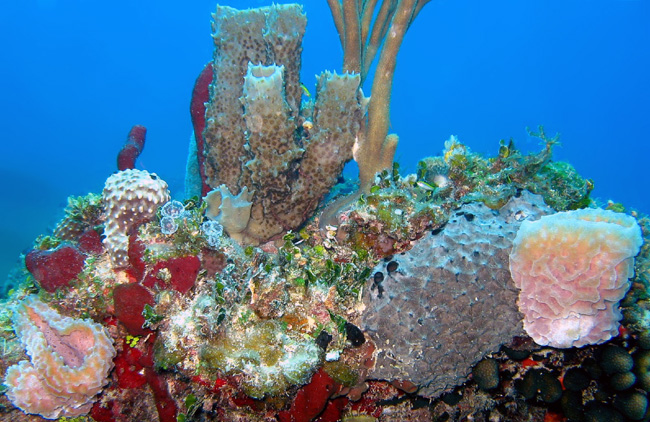 Many species of sponges as well as soft corals and algae compete with stony corals for space on coral reefs.