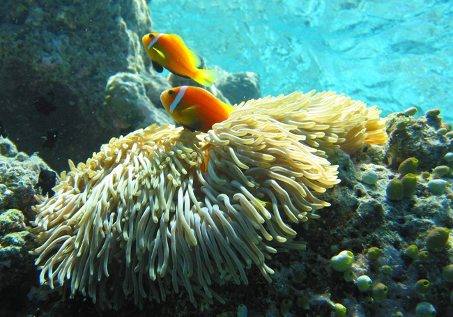 Anemone fish among the sea anemone's stinging tentacles