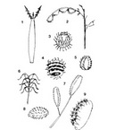Examples of species that have modifications (hooks or barbs) for adhesive dispersal: 1. <i>Bidens bipinnata</i>, a burr; 2. <i>Desmodium canadense</i>, a burr; 3. <i>Arctium lappa</i>, a burr; 4. <i>Medicago agrestis</i>, a burr; 5. <i>Torilis anthriscus</i>, a burr; 6. <i>Geum urbanum</i>, a burr; 7. <i>Pisonia aculeata</i>, a viscid fruit; 8. <i>Xanthium spinosum</i>, a burr; 9. <i>Cynoglossum pictum</i>, a burr. See Sorensen 1986 for a review of seed dispersal by adhesion.