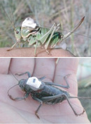 Mormon crickets (<i>Anabrus simplex</i>) with radio transmitters attached (see Lorch <i>et al.</i> 2005, Sword <i>et al.</i> 2005)