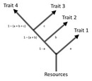 Tree of physiological and evolutionary relationships among life history traits