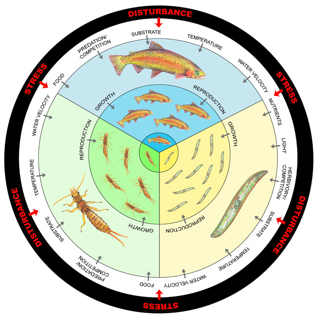 Diagram of the hierarchical levels of an ecosystem that respond to anthropogenic disturbances or natural stress