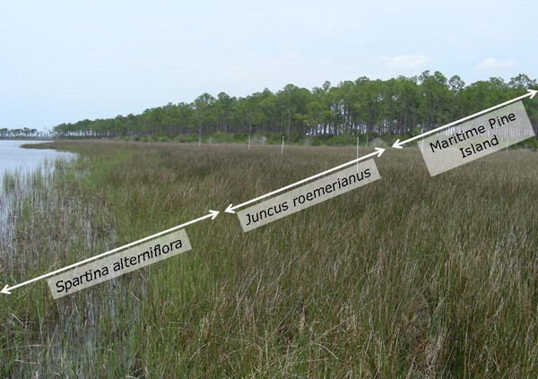 Typical plant zonation pattern in coastal marshes of the eastern Gulf of Mexico, <i>Spartina alterniflora</i> to <i>Juncus roemerianus</i>