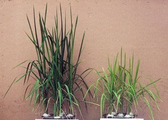 Metal toxicity of rice (<i>Oryza sativa</i>) is manifested as stunted growth and the yellow color of the foliage. 