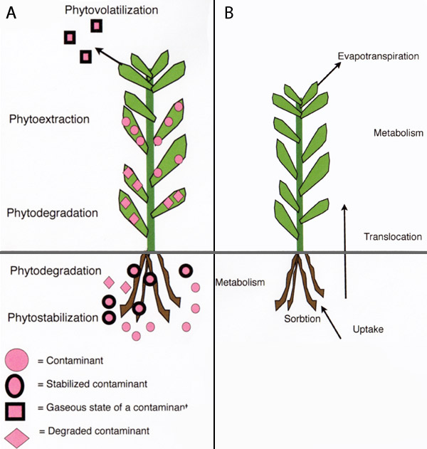 (A) Schematic model of different phytoremediation technologies involving removal and containment of contaminants; (B) physiological processes that take place in plants during phytoremediation. 