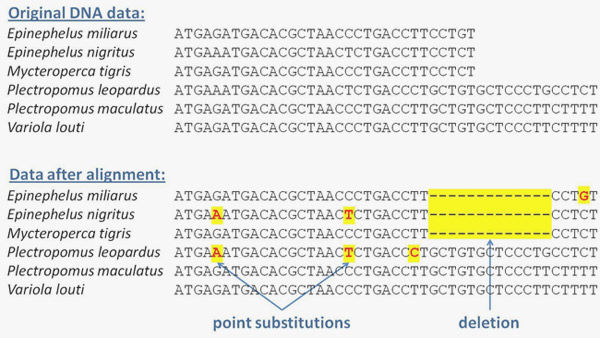 Mutations in DNA sequence from seven related species of tropical fishes (data are from intron 6 of <i>LDH-A</i> gene sequenced by the author from epinepheline serranids)