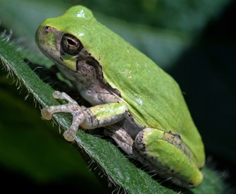 The history of the gray treefrog, <i>Hyla versicolor</i>, is an example of mutation and its potential effects. When an ancestral <i>Hyla chrysocelis</i> gray treefrog failed to sort its 24 chromosomes during meiosis, the result was <i>H. versicolor</i>. This treefrog is identical in size, shape and color to <i>H. chrysocelis</i> but has 48 chromosomes and a mating call that is different from the original <i>H. chrysocelis</i>.  